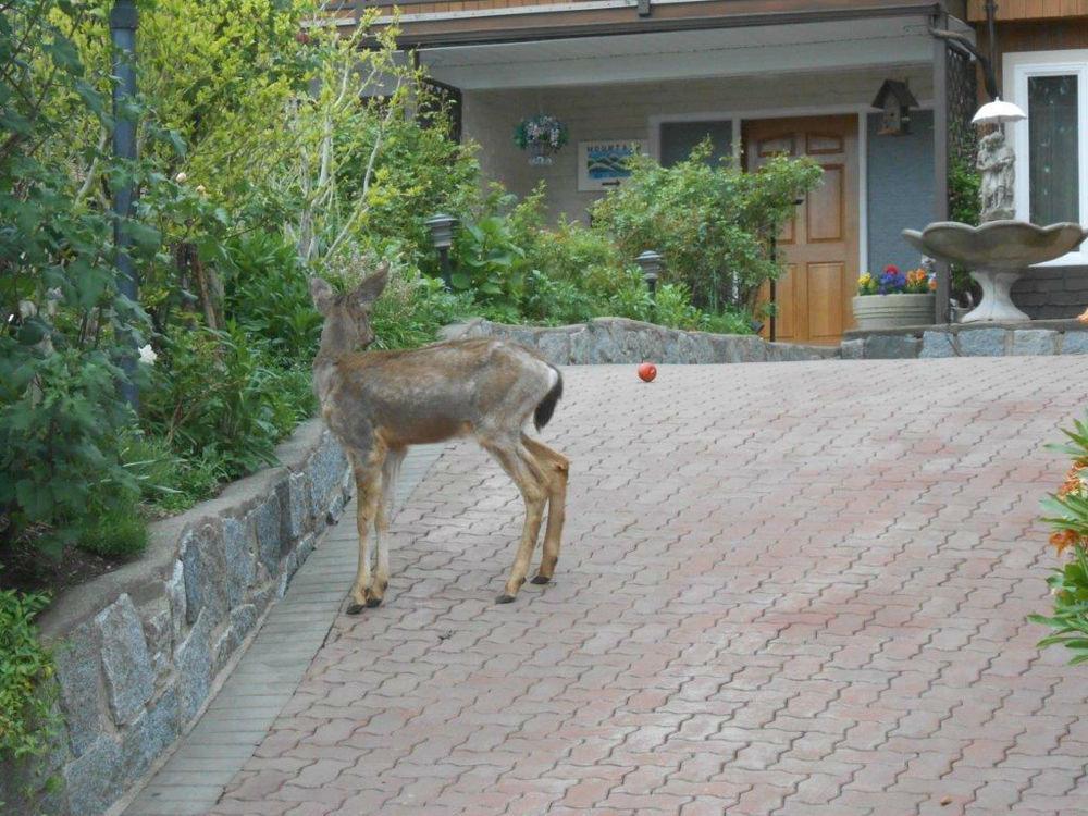 Mountain Bed & Breakfast North Vancouver Ngoại thất bức ảnh